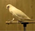 Bird Lets His Plummage Down
