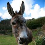 Donkey Show from Russia with Parasail