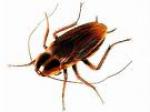 Roaches on a Plane