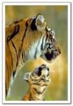 Tiger Mother's Prey on Western Child Rearing